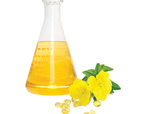 Dầu hoa anh thảo - Evening primrose oil